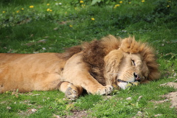 Löwe am Schlafen (Müde)