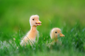 Two little duckling on green grass