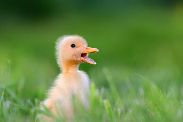 Little duckling on green grass