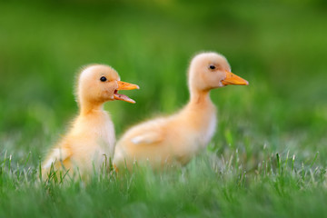 Two little duckling on green grass