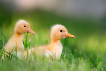 Two little duckling on green grass