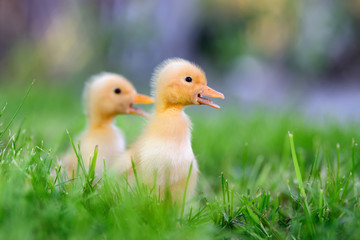 Two little duckling on green grass
