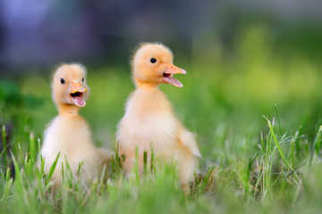 Two little duckling on green grass
