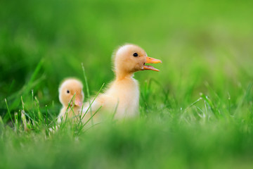 Two little duckling on green grass