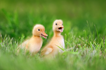 Two little duckling on green grass