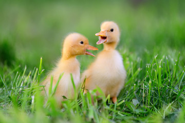 Two little duckling on green grass
