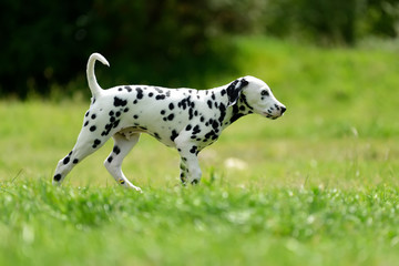 Obraz premium Dalmatian dog outdoors in summer