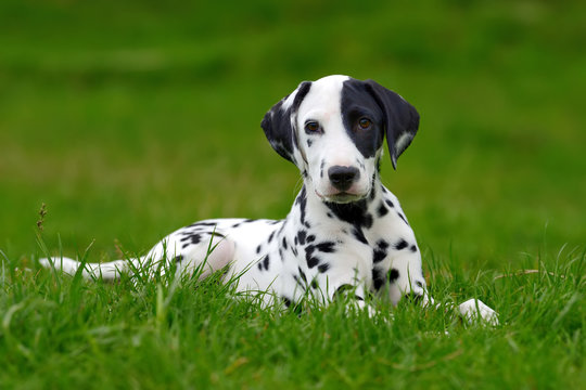 Dalmatian dog outdoors in summer
