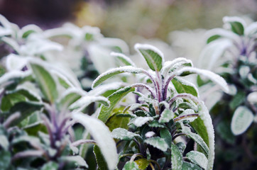 Close up of beautiful frosted sage plant (Salvia) in early spring with violet blurry background