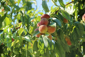 Peach tree