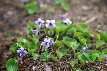 Wild violet grows on the sand