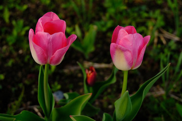3 Tulips