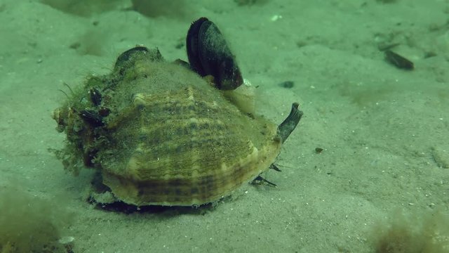The predatory gastropod Veined Rapa Whelk (Rapana venosa) crawls along the sandy bottom, medium shot.
