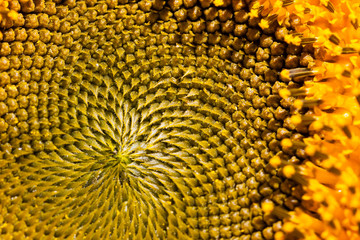 Close-up of a Sunflower