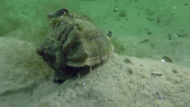 The predatory gastropod Veined Rapa Whelk (Rapana venosa) crawls along the sandy bottom, medium shot.
