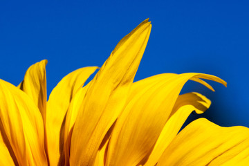 Naklejka premium Yellow Petals with Blue Sky