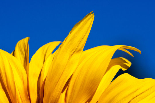 Yellow Petals with Blue Sky