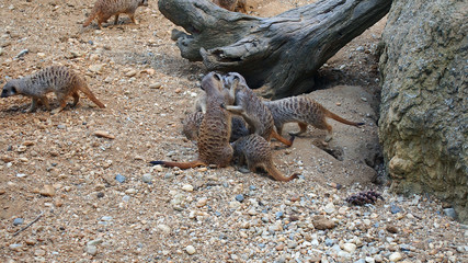 Erdmännchen spielen