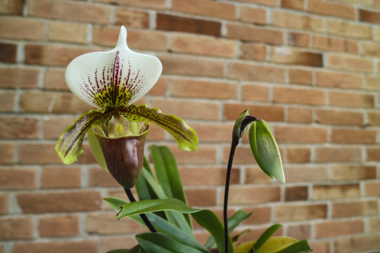 Orquídea sapatinho Stock Photo | Adobe Stock