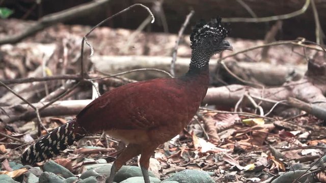 Crax rubra female moves after bug impacts on neck