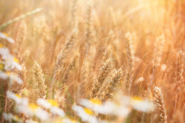 Wheat field and wild chamomile  (daisy flower) lit by sunlight in late afternoon
