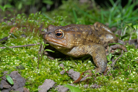 Common Toad (Bufo bufo)/Toad migrating to breeding pond