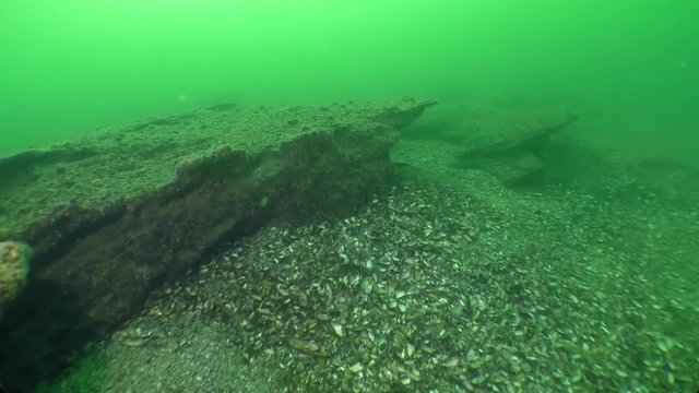 An interesting underwater landscape: the camera moves along quaint limestone rocks.
