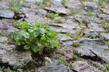Erdbeeren