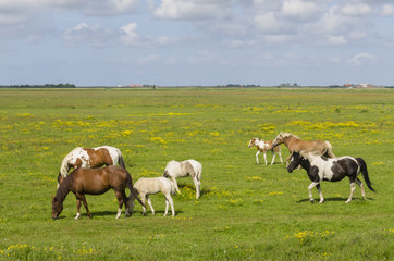 Obraz premium Horses on a meadow