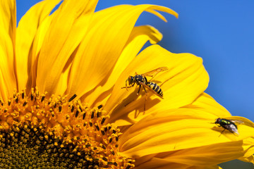 Insect hygiene