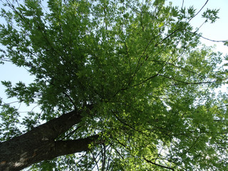 Unter einem Baum Liegen