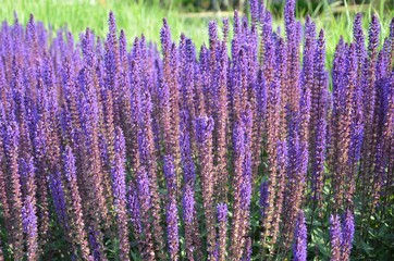 Salbei bl&uuml;ht lila im Park