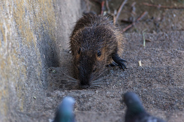 water vole walking up the stairs in search of food and pigeons trying to scare it