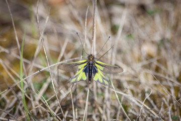 owfly siting on a grass