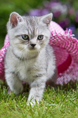 Britisch Kurzhaar Kätzchen