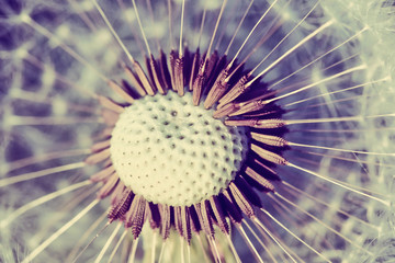 close up of Dandelion, spring abstract color background