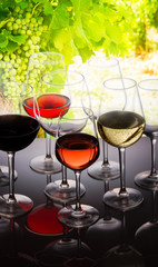 Wine tasting in wine yard, set of glasses with red, white and rose wine close up, bright green grapevine in background