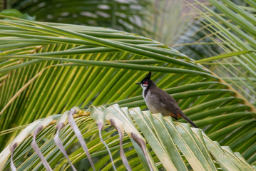 Rotohrbülbül auf einer Palme