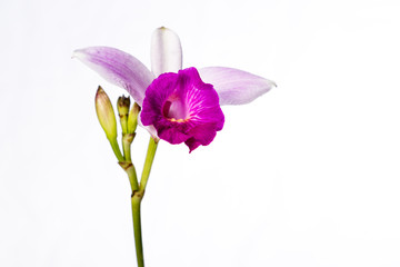 bamboo orchid on white © wollertz