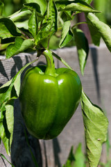 Sweet Green Bell Pepper
