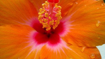 Vibrant Hibiscus
