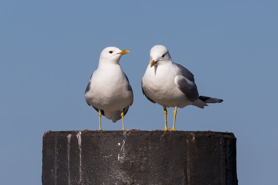 Zwei Sturmmöwen (Common gull, Larus canus) auf Dalbe im Hafen von Heiligenhafen 