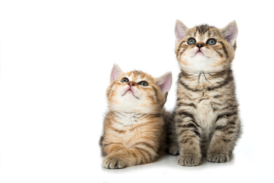 Zwei Kätzchen blicken nach oben