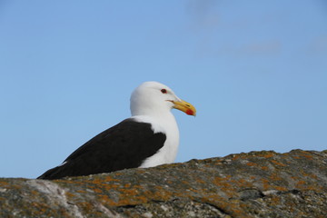 Black Winged Seagull Sitting on a Wall