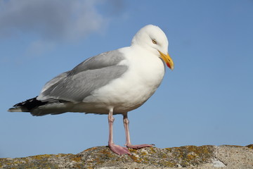 Fototapeta premium Seagull Sitting on a Wall
