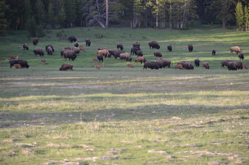 Yellowstone