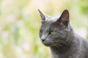 Chat gris aux yeux vert sur fond vert