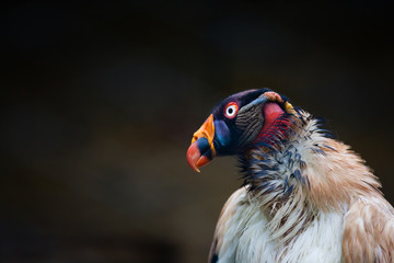 Close up of the king vulture (Sarcoramphus papa)