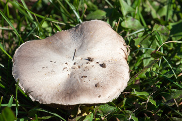 Flat Top White Mushroom © tamifreed