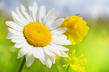 Naklejka premium Chamomile against the sky.